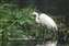 Costa Rican Egret.jpg