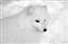 Arctic Fox.jpg