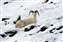 Atigun Dall Sheep.jpg