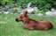 Baby Moose.jpg