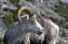 Canada Dall Sheep.jpg