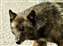 Denali Wolf.jpg