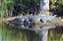 Everglades Alligator.jpg