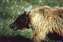 Grizzly Bear.jpg