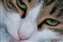 Kitty.jpg
