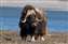 Lone Musk Ox.jpg