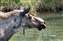 Moose Drinking.jpg
