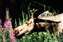 Moose and Fireweed.jpg