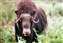 Musk Ox.jpg