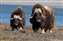 Musk Oxen.jpg