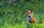 Red Fox.jpg
