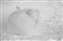 Sleeping Arctic Fox.jpg