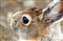 Snowshoe Hare.jpg