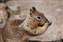 Squirrel.jpg