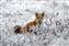 Winter Red Fox.jpg