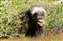 Young Musk Ox.jpg